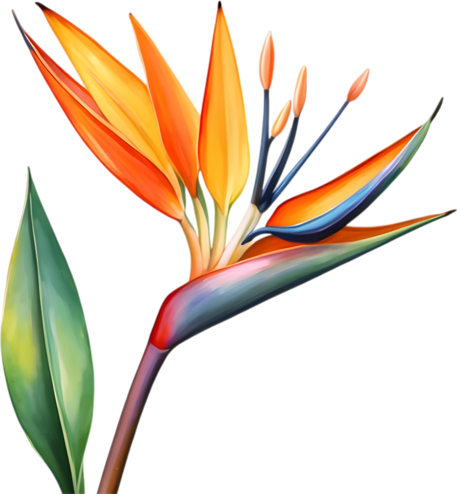 AI generated Watercolor painting of Crane Flower ,Strelitzia reginae. png