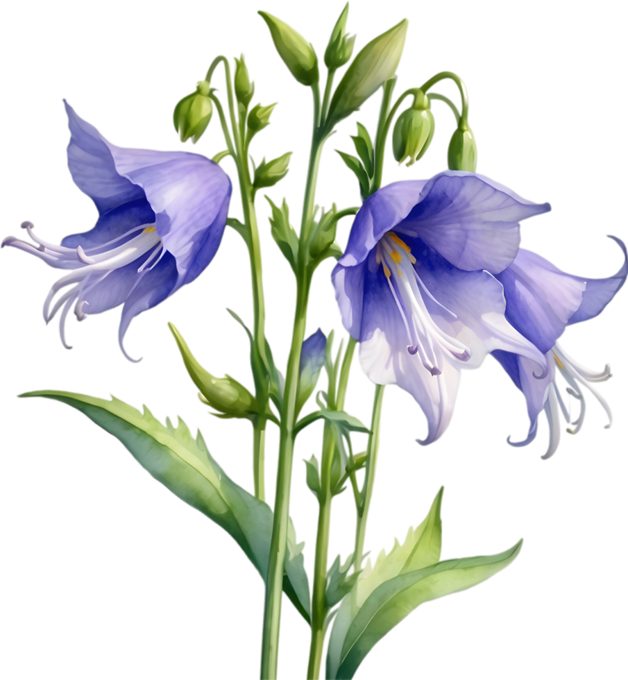 AI generated Watercolor painting of Creeping bellflower flower. png