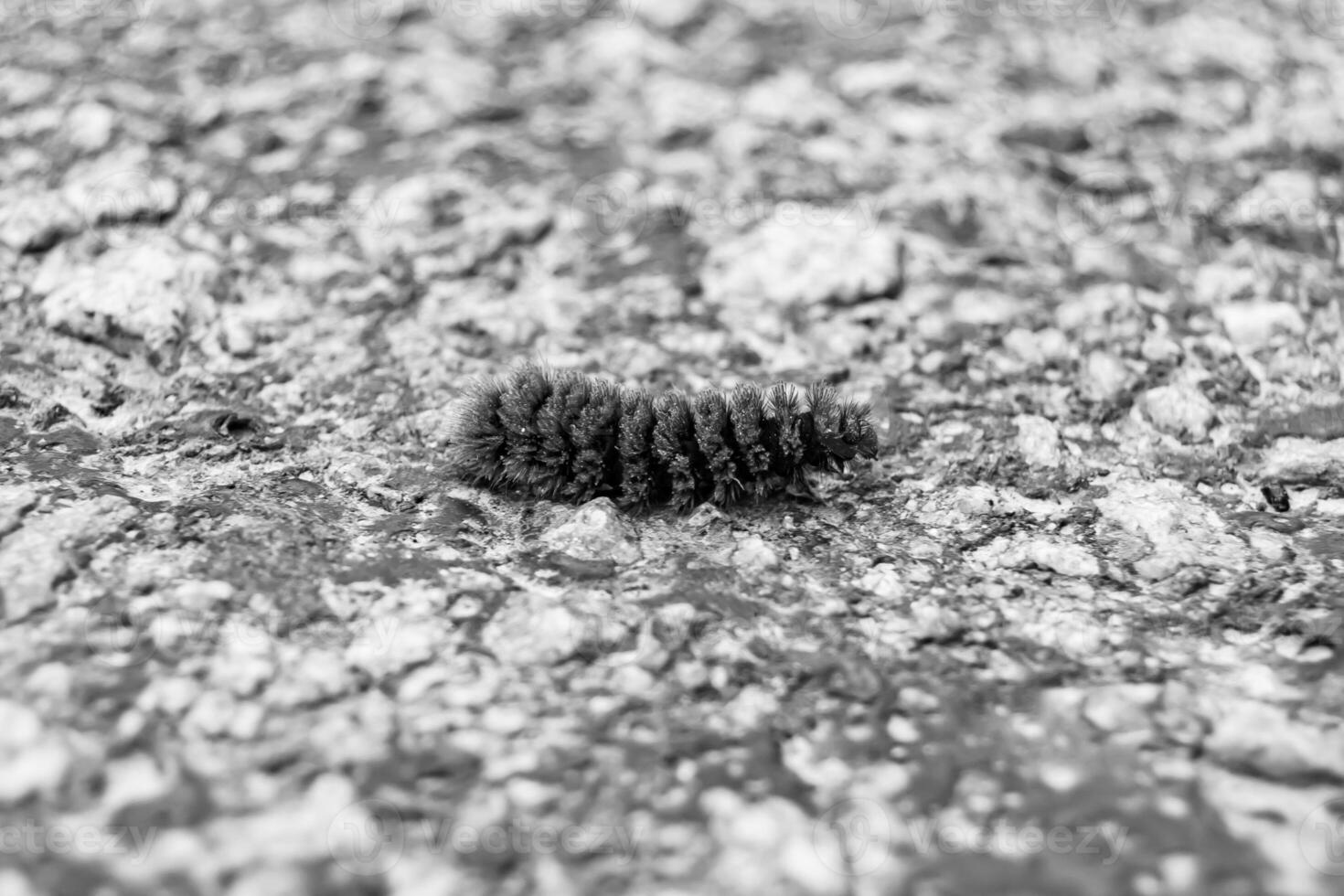 Photography on theme beautiful hairy caterpillar in hurry to turn into butterfly photo