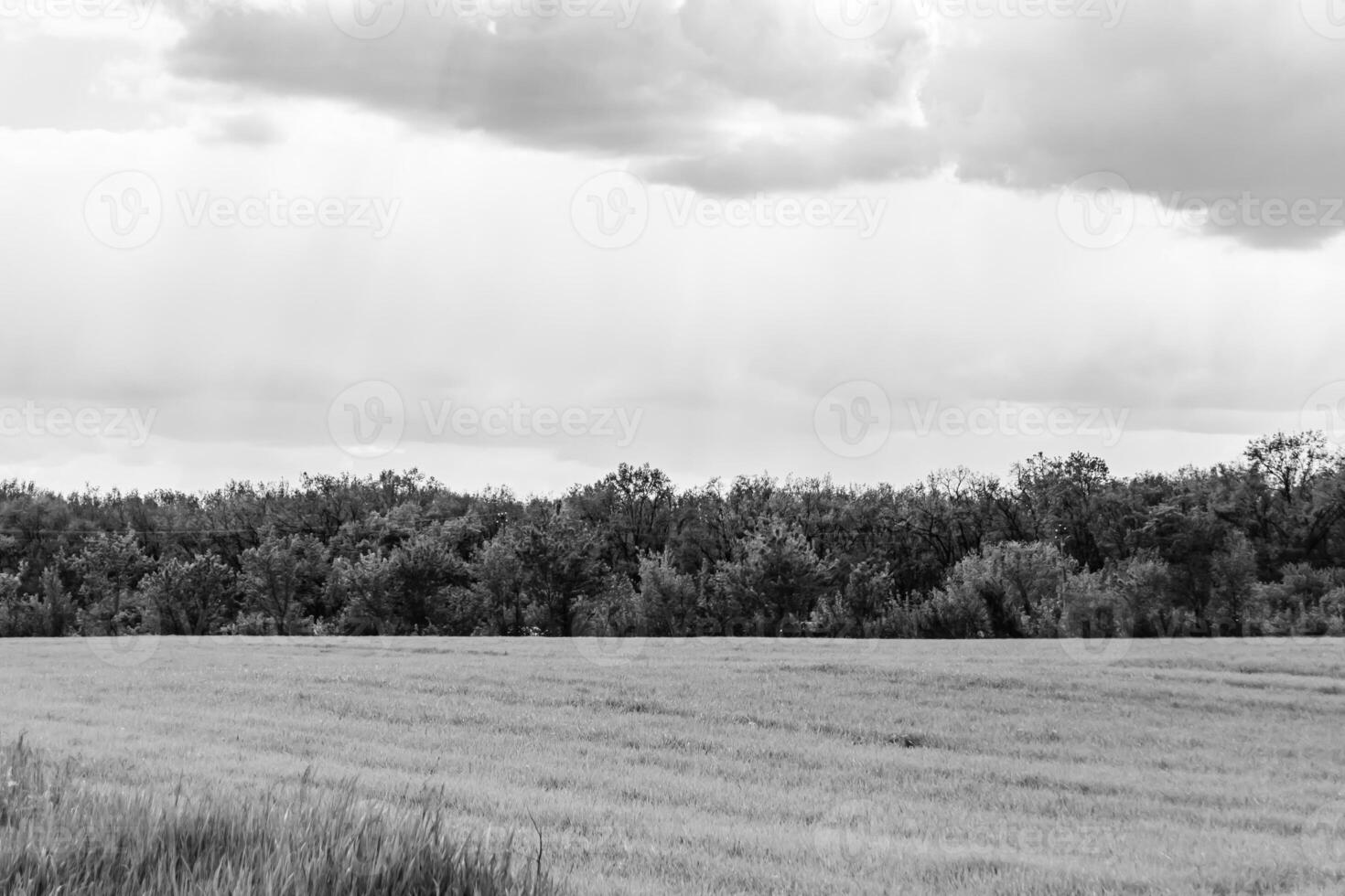 Beautiful horizon scenery in village meadow on color natural background photo