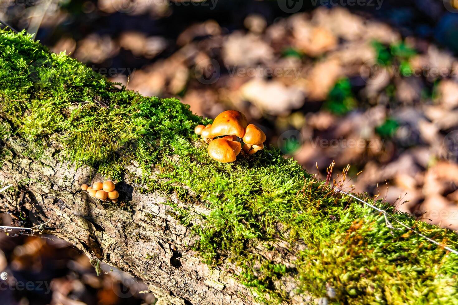 fotografía a tema grande hermosa venenoso seta en bosque en hojas antecedentes foto