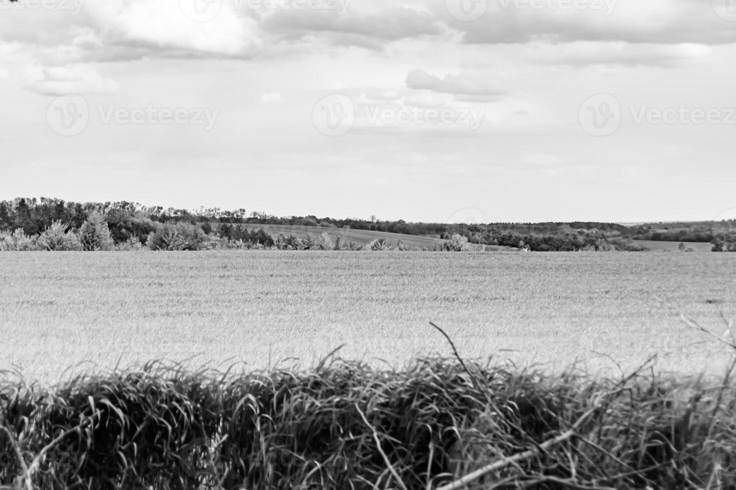 Beautiful horizon scenery in village meadow on color natural background photo