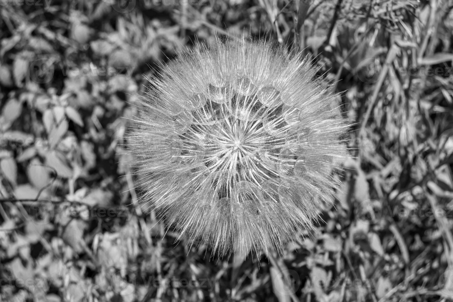 hermoso diente de león de semillas de flores silvestres en el prado de fondo foto