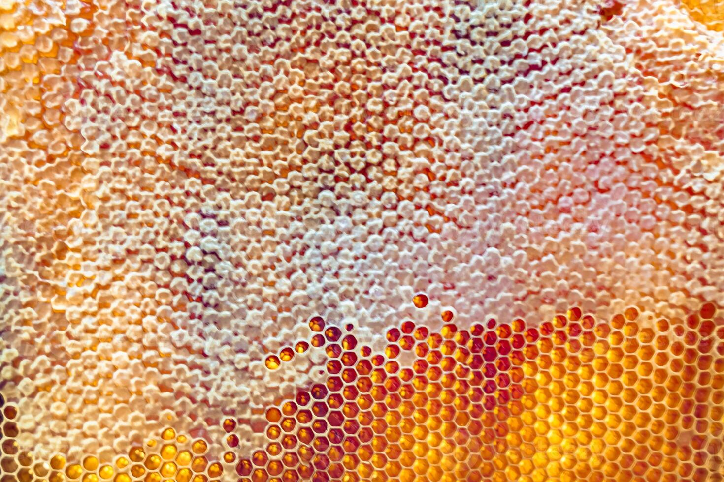 Drop of bee honey drip from hexagonal honeycombs filled with golden nectar photo