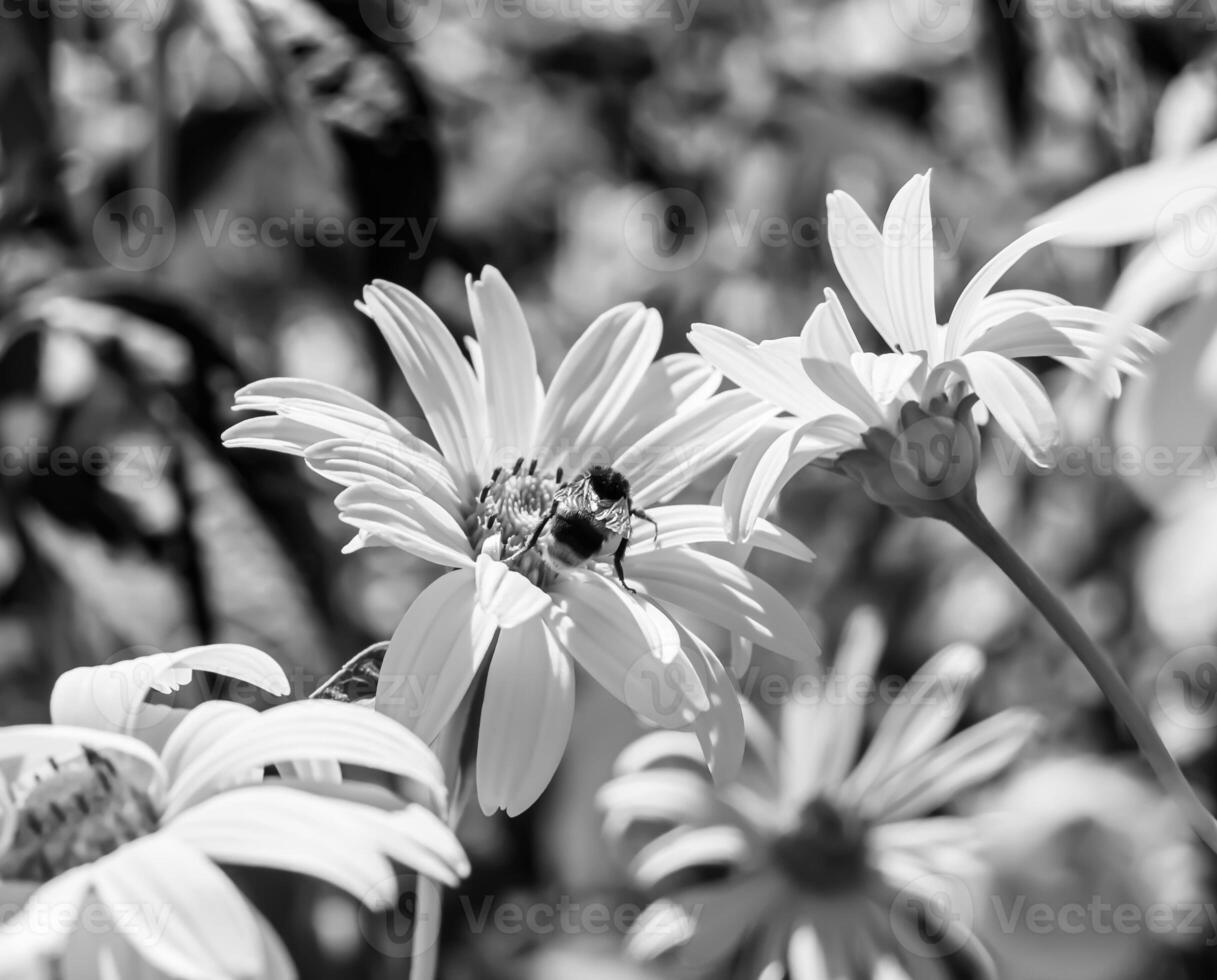 Beautiful wild flower winged bee on background foliage meadow photo