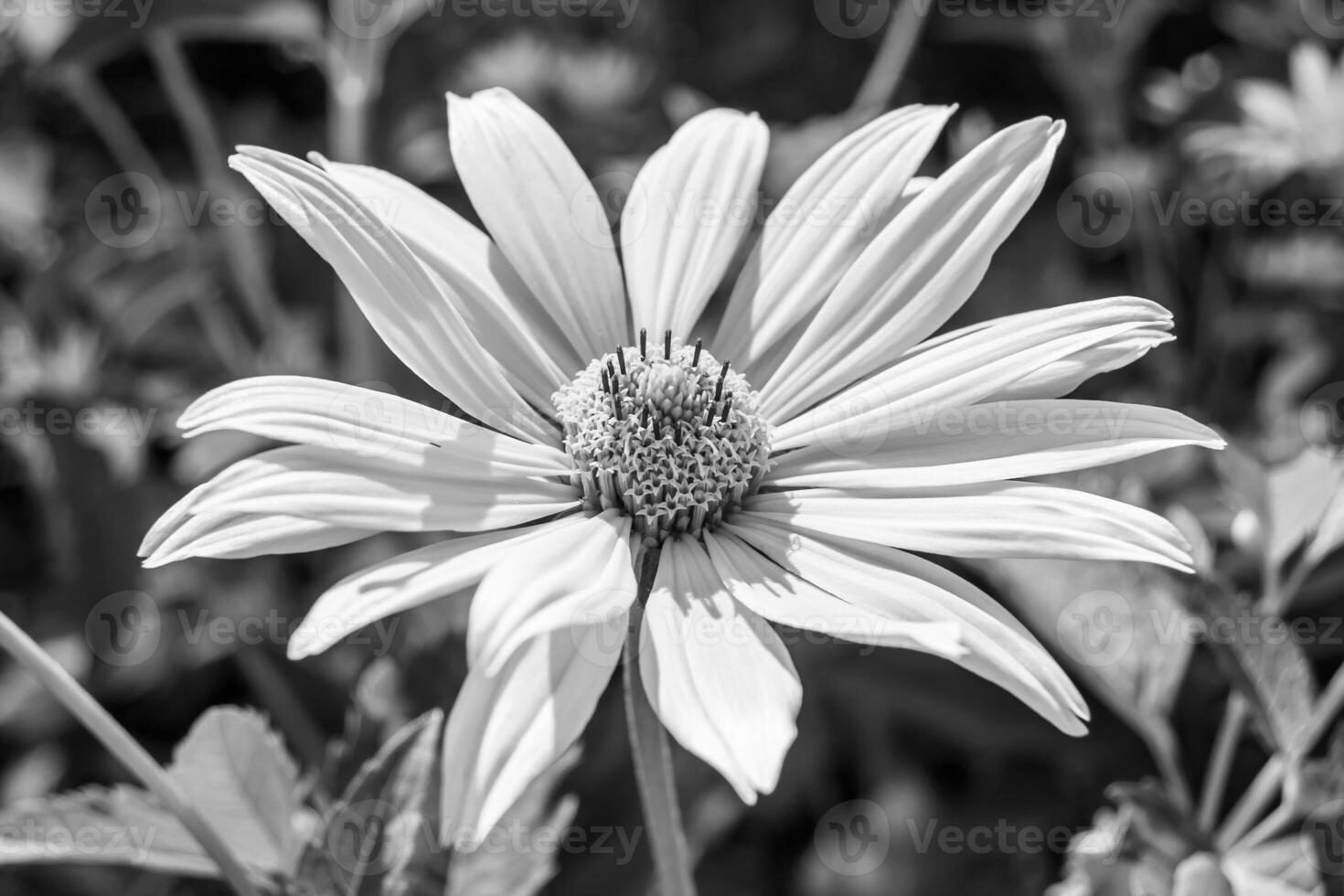 Fine wild growing flower aster false sunflower on background meadow photo