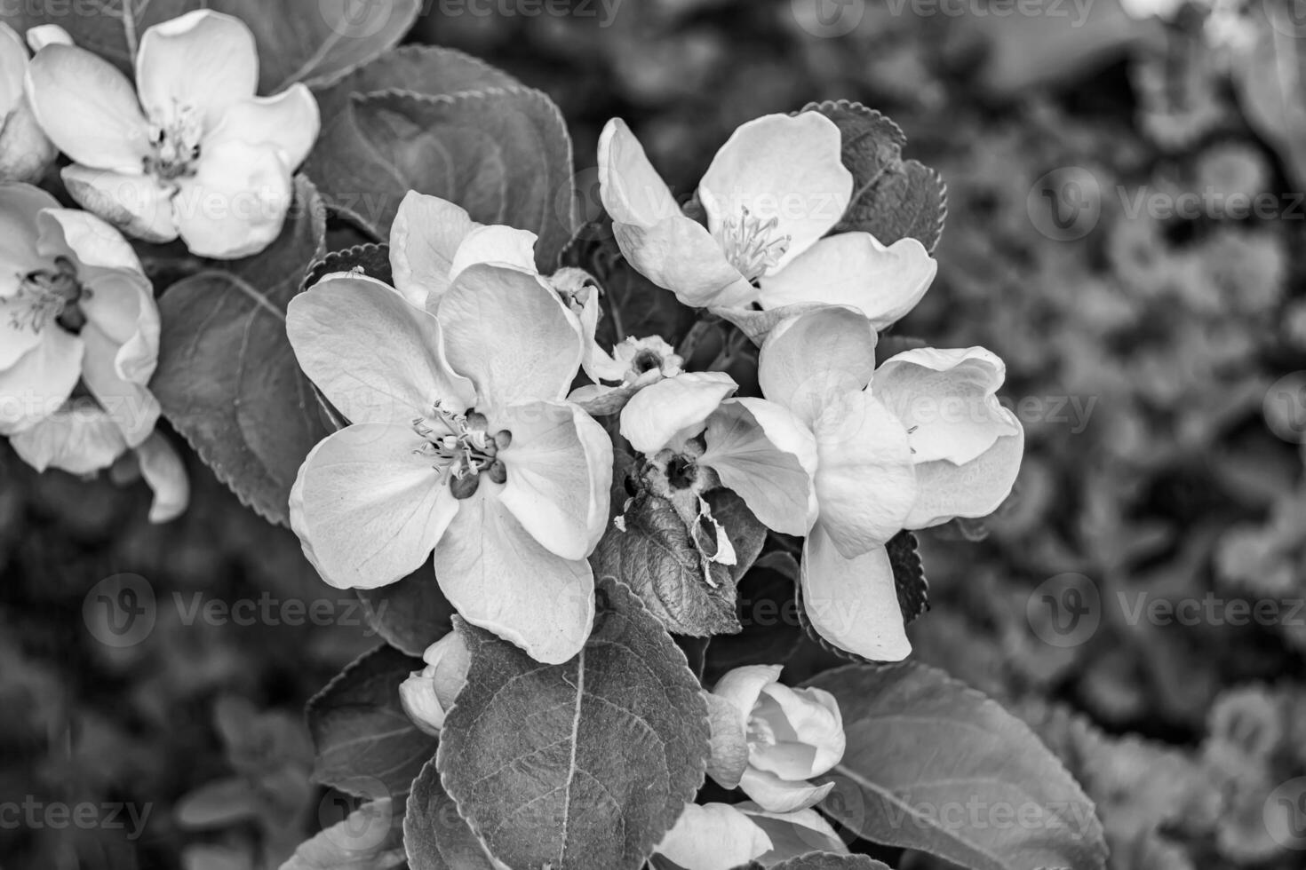 Photography on theme beautiful fruit branch apple tree with natural leaves under clean sky photo