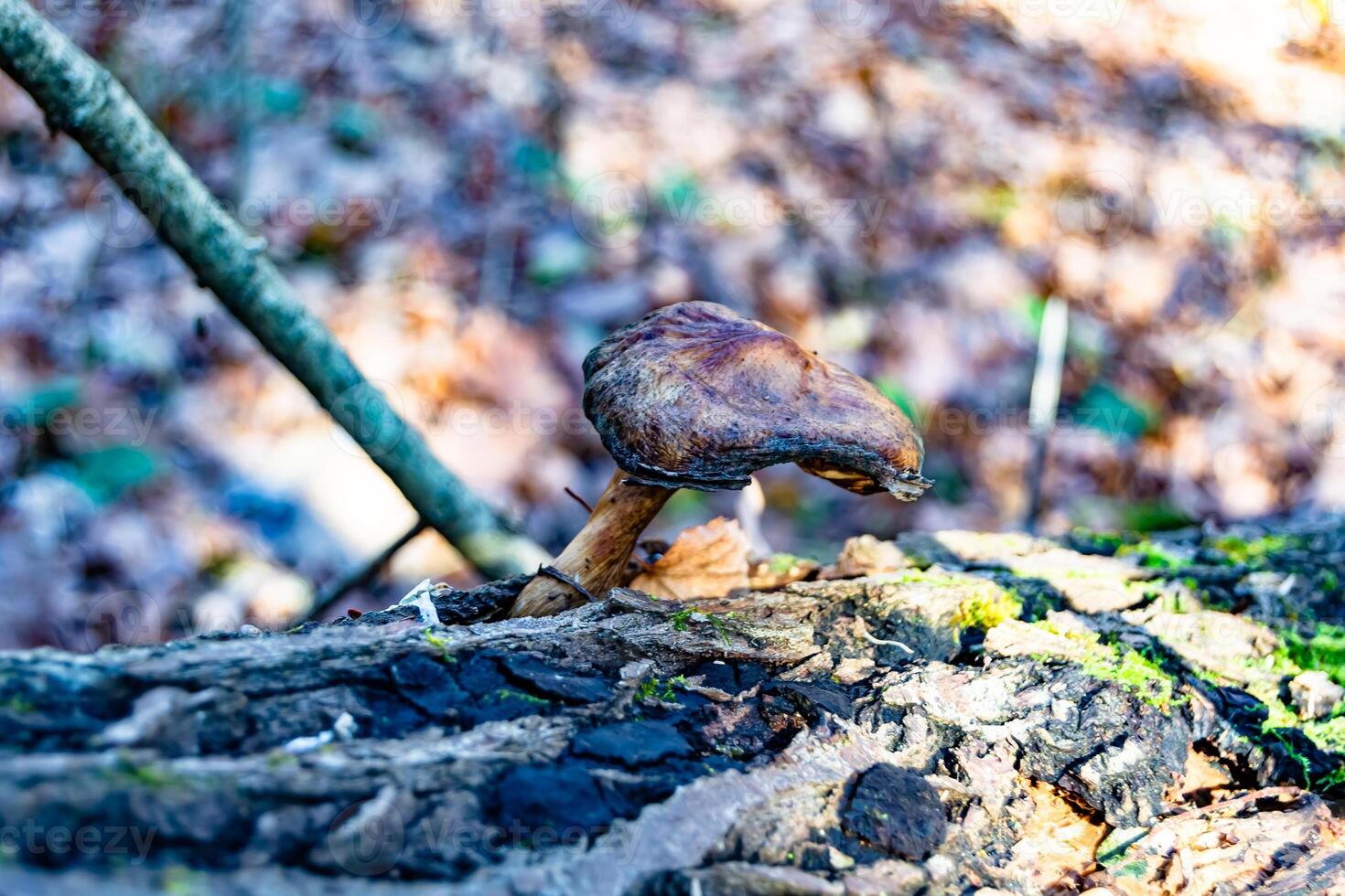 Photography to theme large beautiful poisonous mushroom in forest on leaves background photo