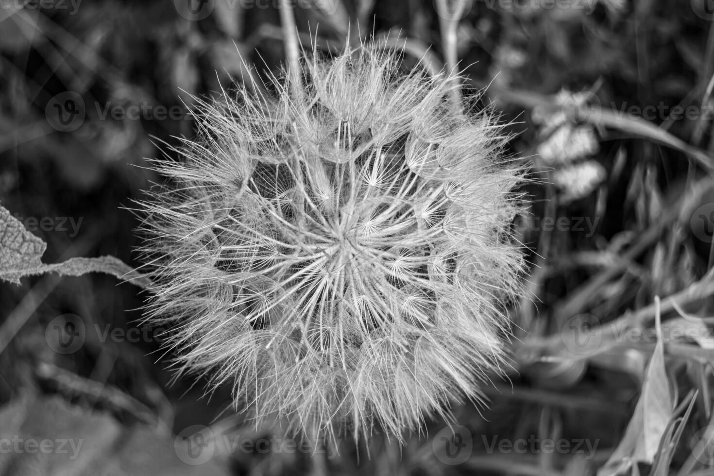 Beautiful wild growing flower seed dandelion on background meadow photo