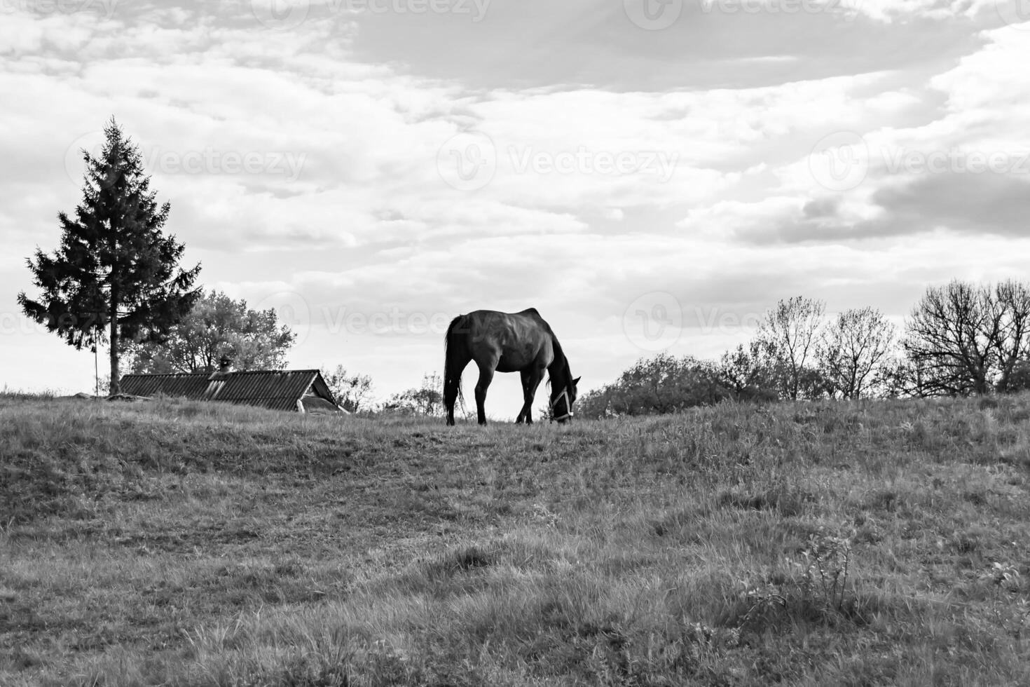 Hermoso semental de caballo marrón salvaje en la pradera de flores de verano foto