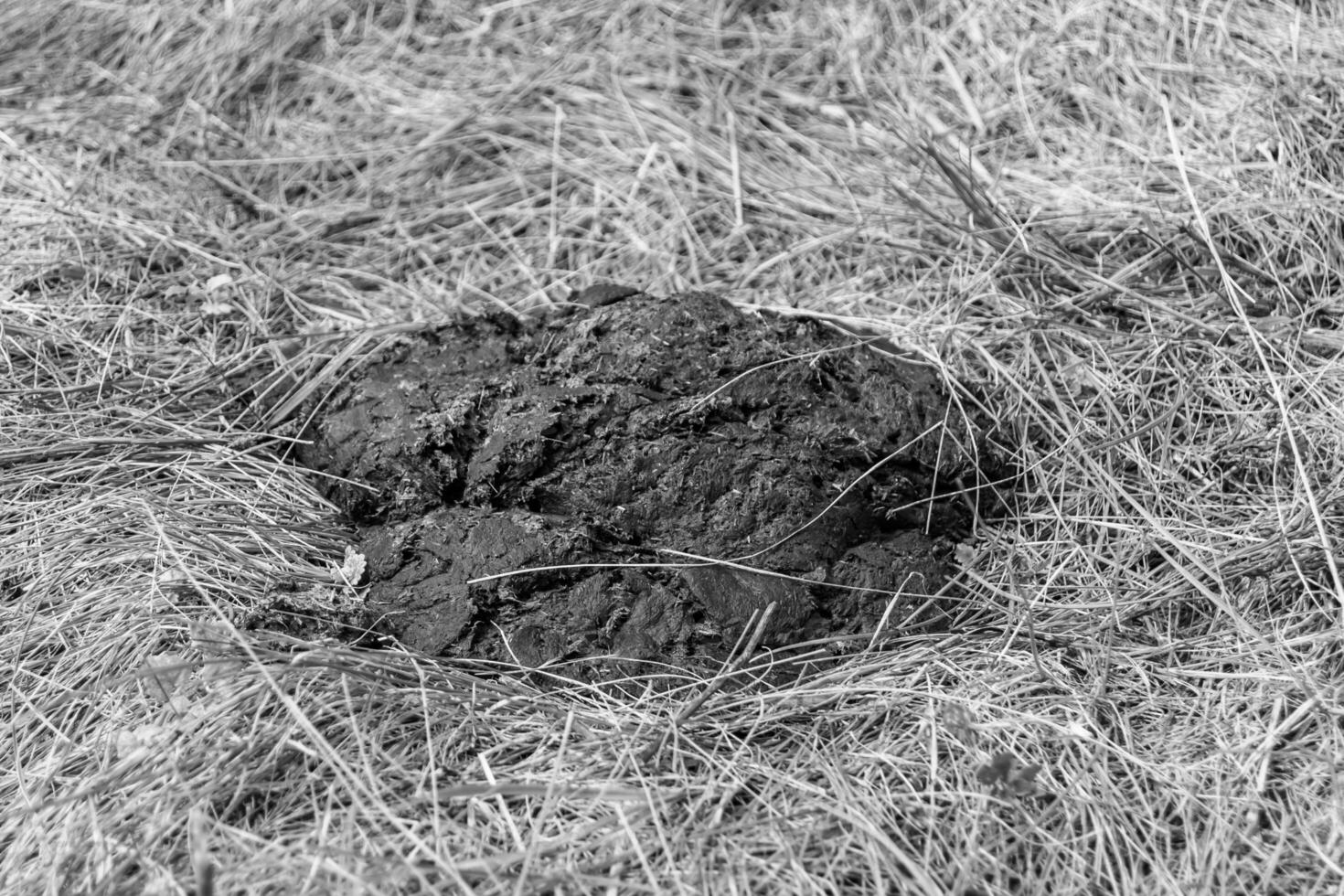 Photography on theme fresh cow dung lies on manure animal farm photo