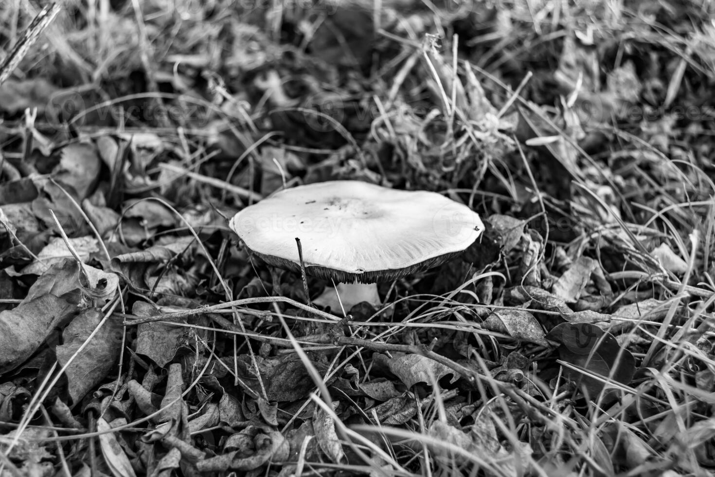 Photography to theme large beautiful poisonous mushroom in forest on leaves background photo