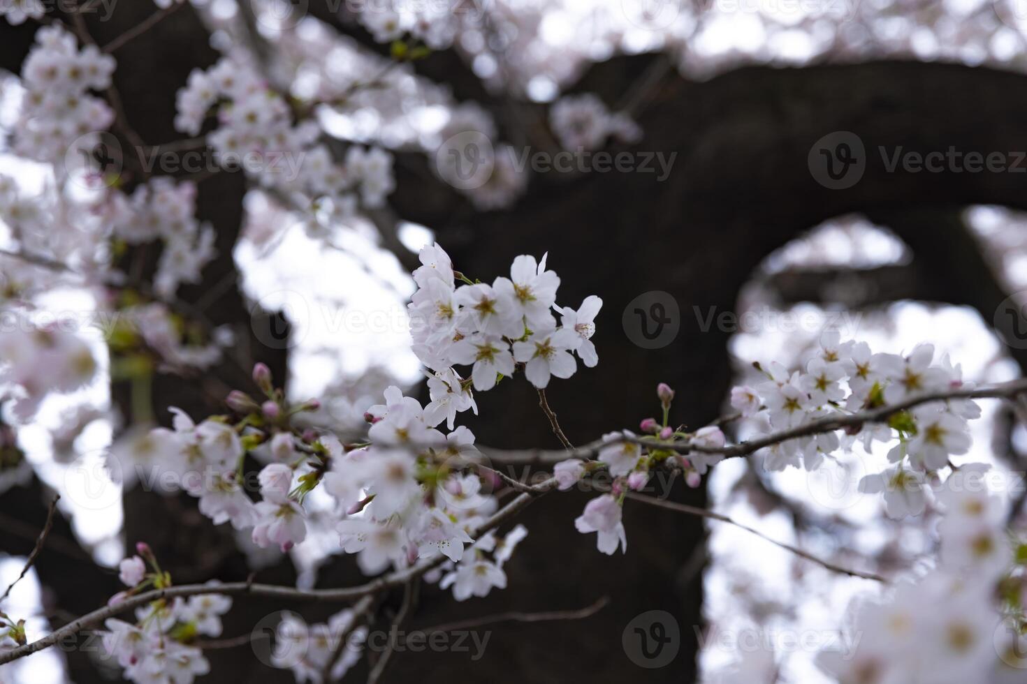 Cereza florecer a el parque nublado día foto