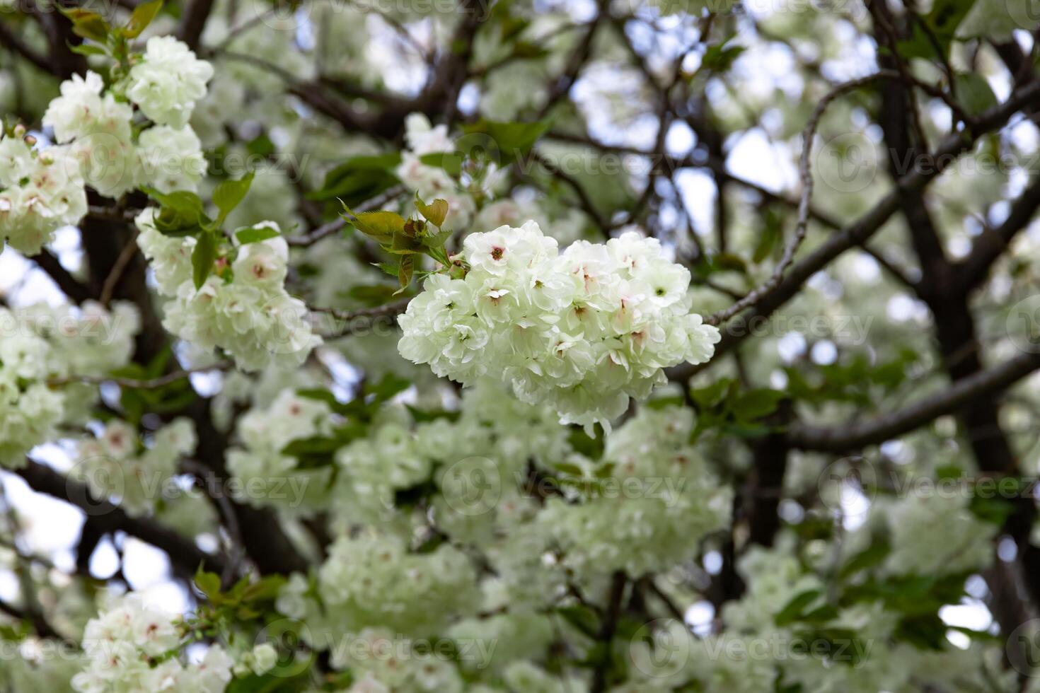 Ukon Cherry flowers swaying in the wind cloudy day closeup photo