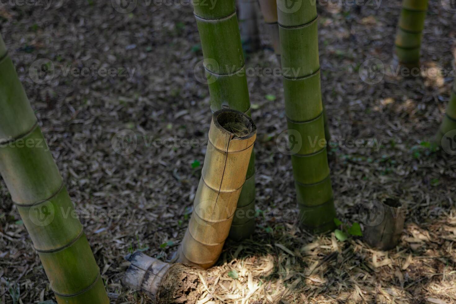 A green bamboo forest in spring sunny day close shot looking down photo