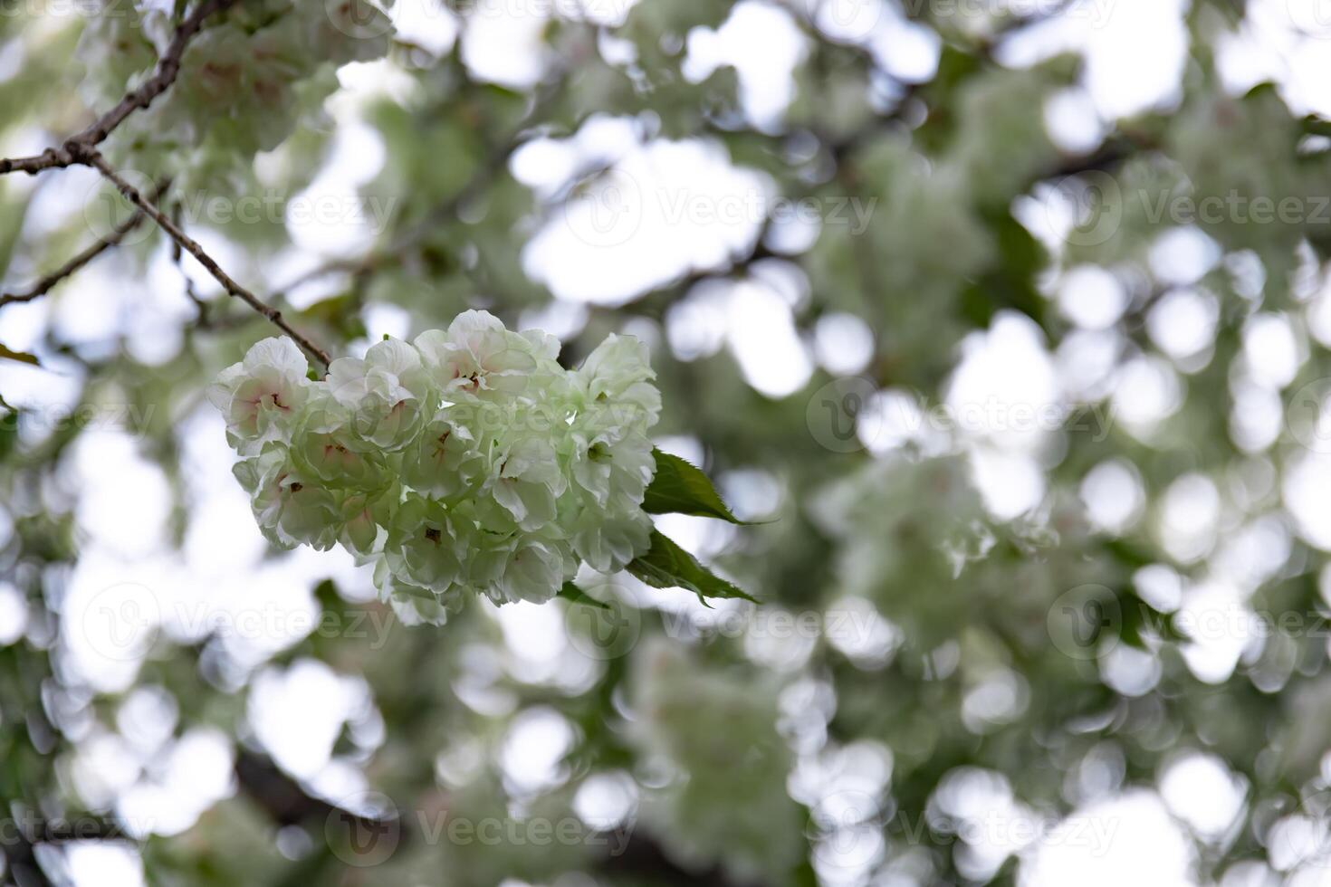 Ukon Cherry flowers swaying in the wind cloudy day closeup photo