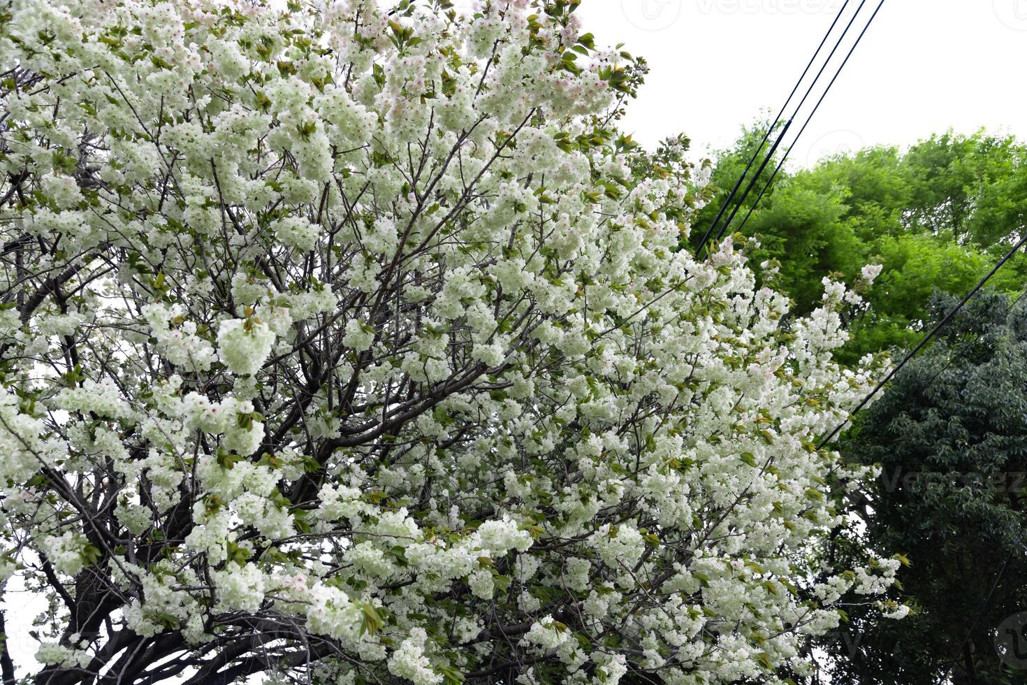 Ukon Cherry flowers swaying in the wind cloudy day photo