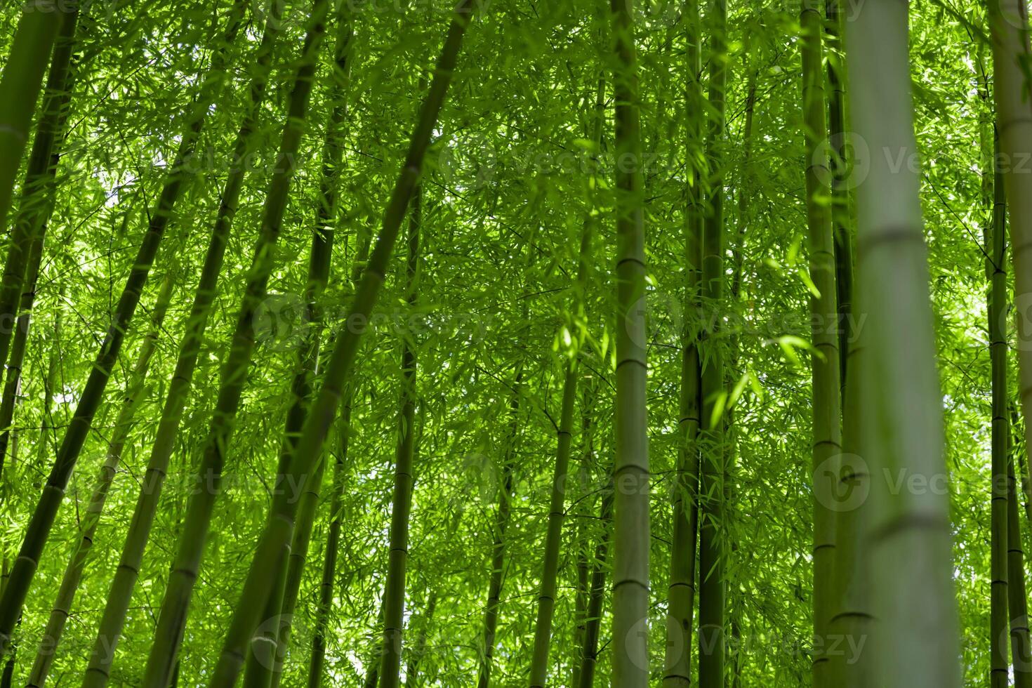 Green bamboo leaves in Japanese forest in spring sunny day photo