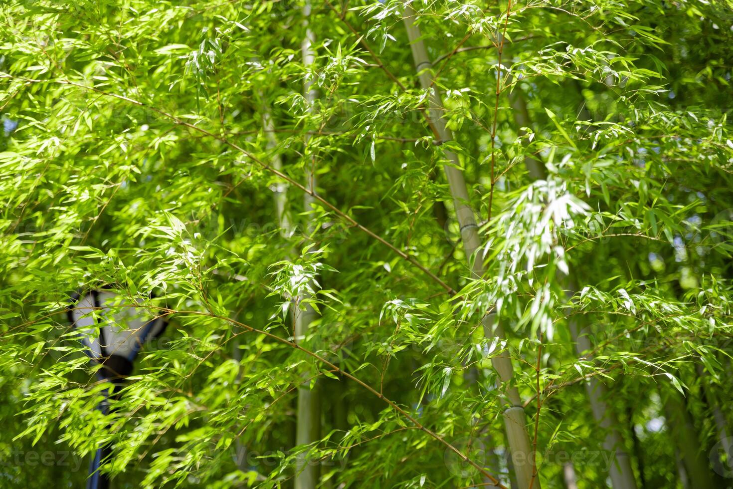 Green bamboo leaves in Japanese forest in spring sunny day photo