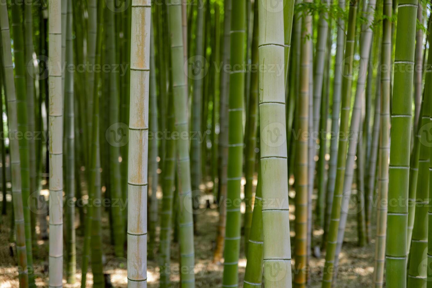 A green bamboo forest in spring sunny day close shot photo