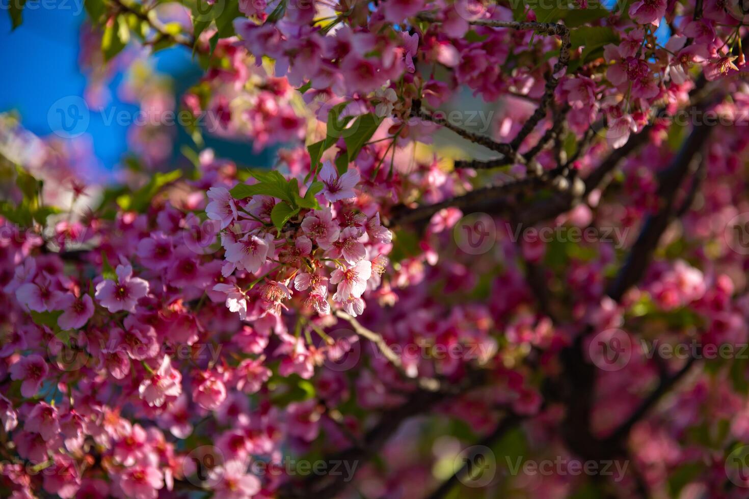 Kawazu cherry blossoms in spring season close up photo