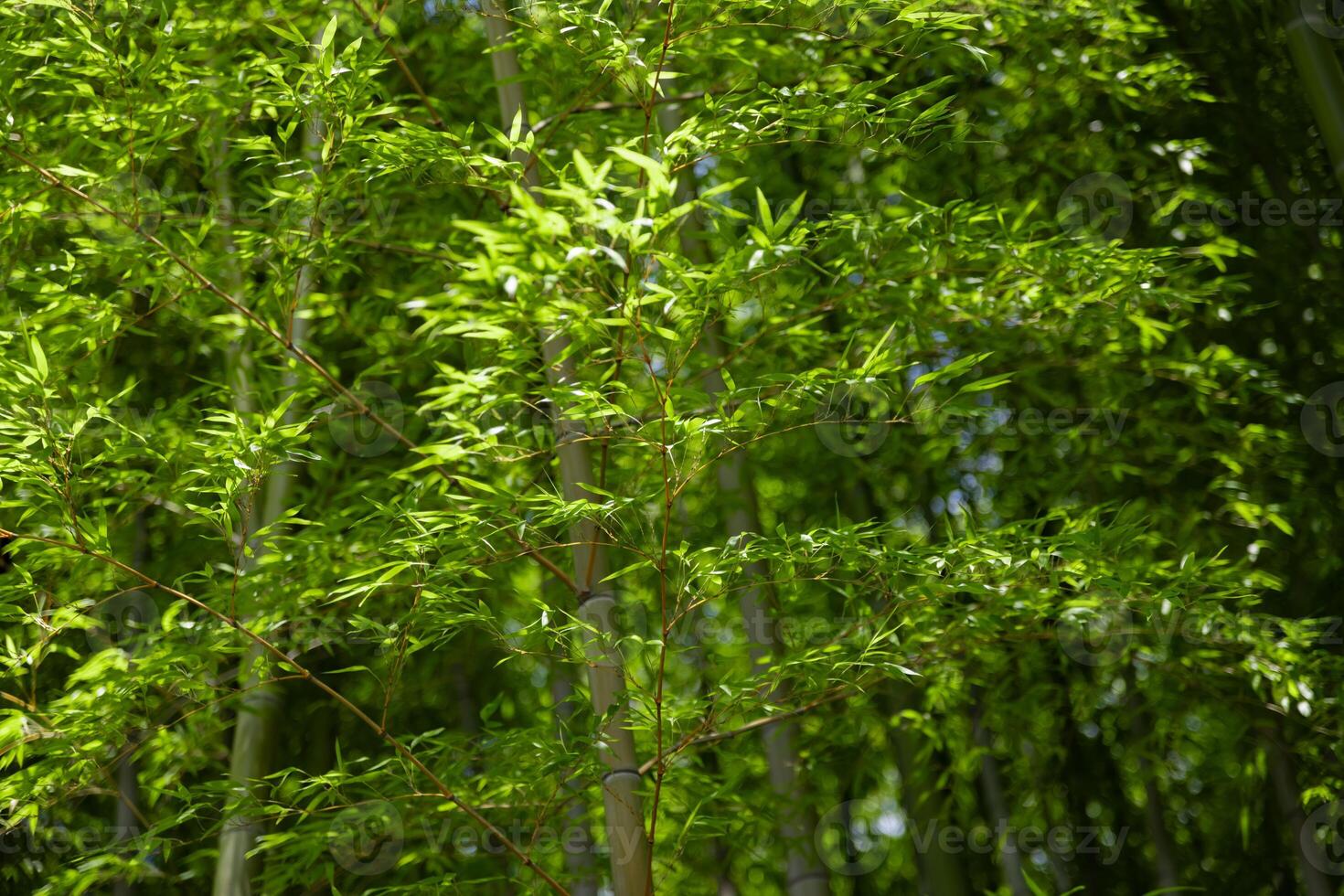 Green bamboo leaves in Japanese forest in spring sunny day photo