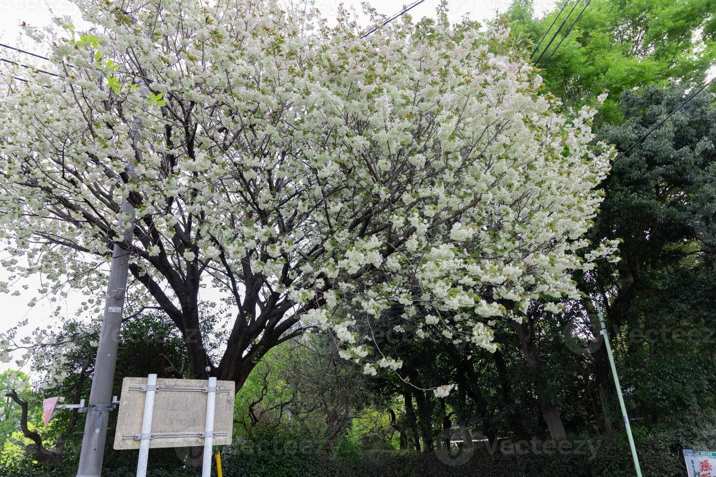 ukón Cereza flores balanceo en el viento nublado día amplio Disparo foto