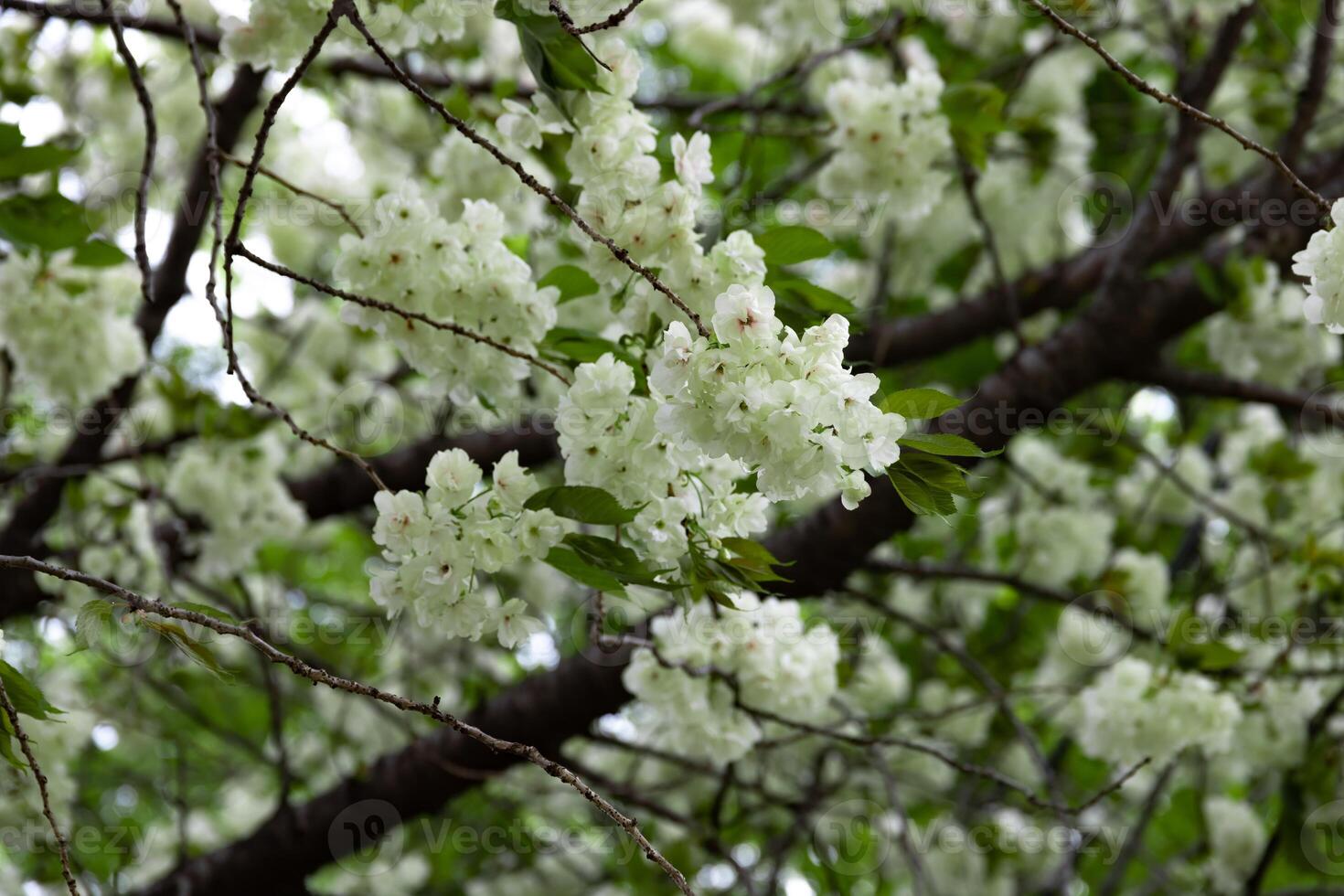 Ukon Cherry flowers swaying in the wind cloudy day telephoto shot photo