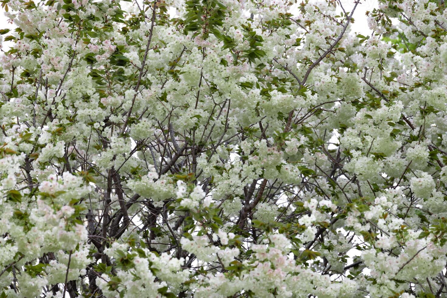 Ukon Cherry flowers swaying in the wind cloudy day photo