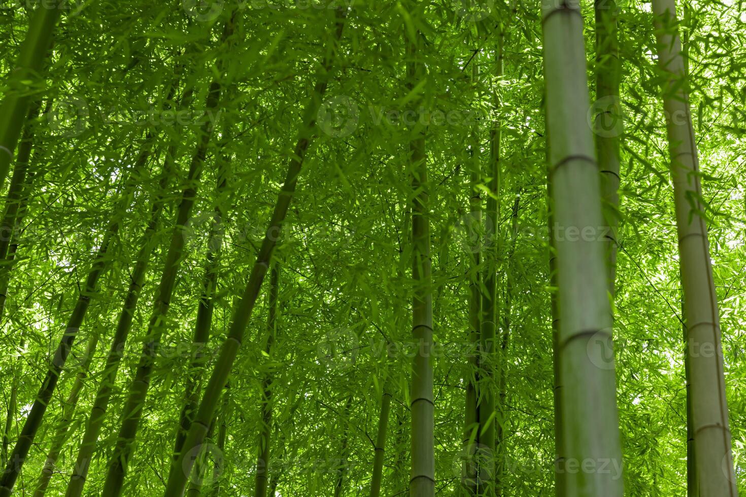 Green bamboo leaves in Japanese forest in spring sunny day photo