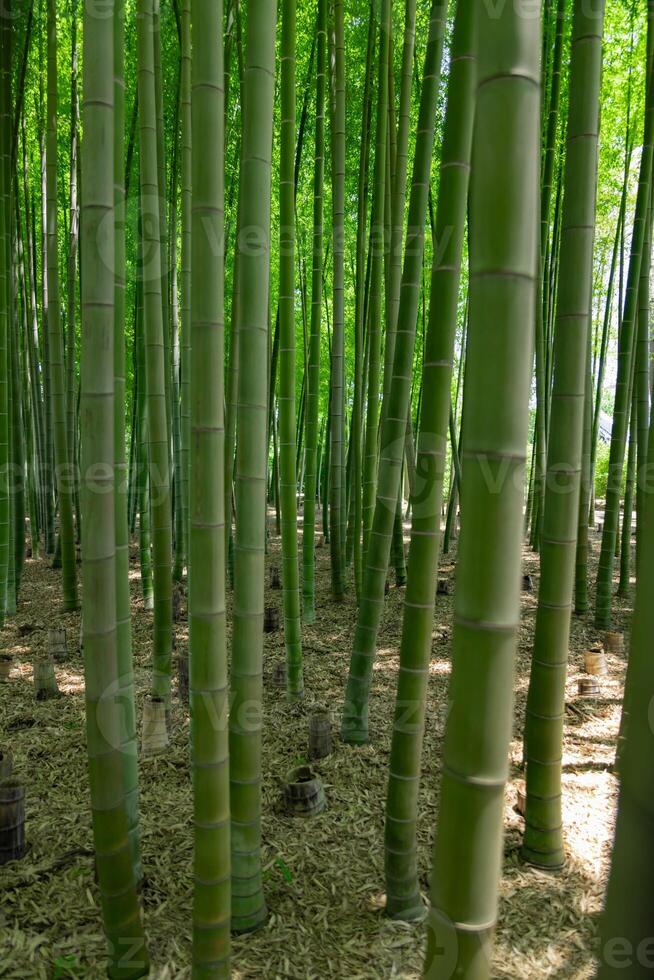 un verde bambú bosque en primavera soleado día foto