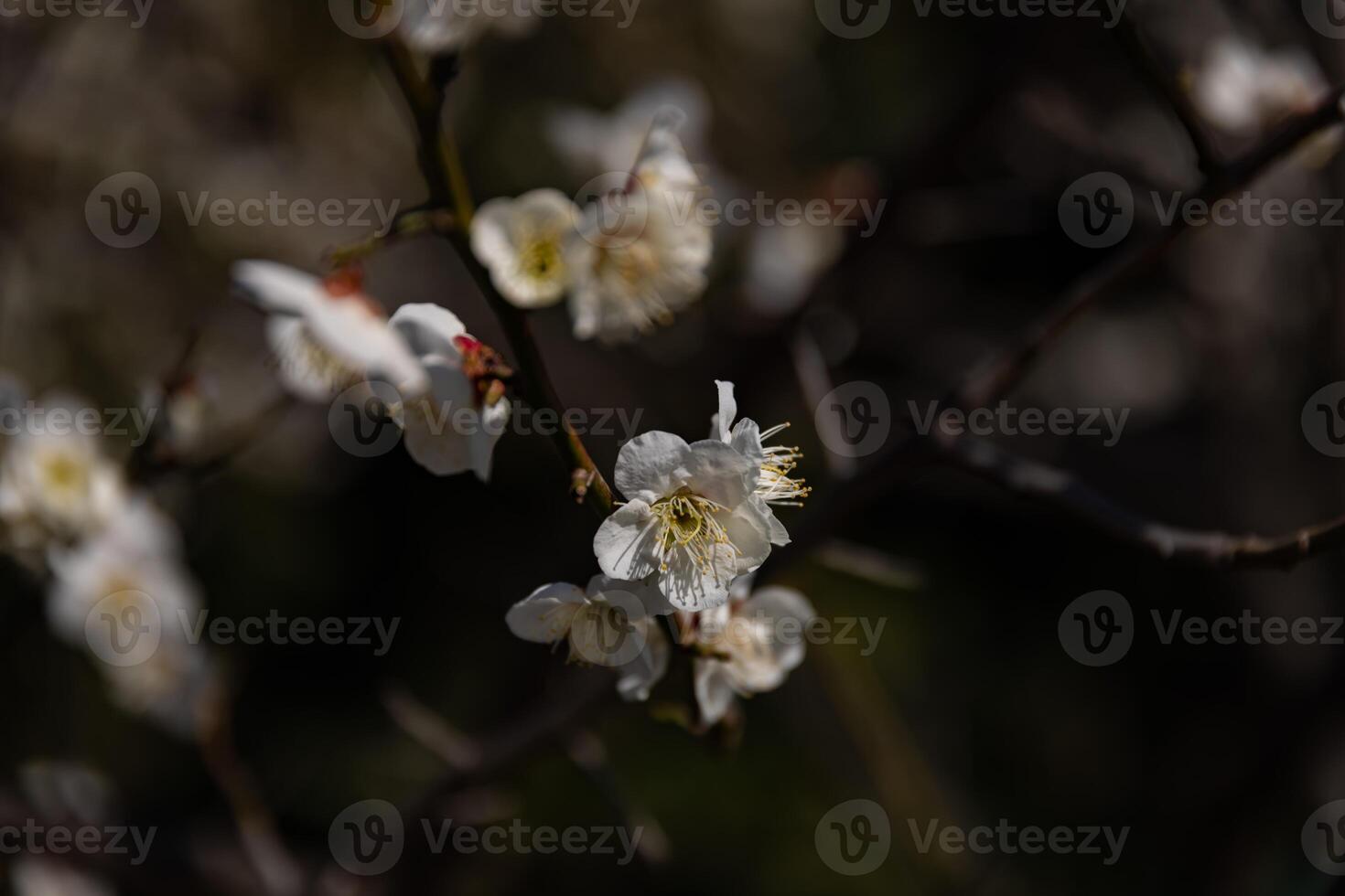 Plum flower behind the blue sky sunny day close up photo