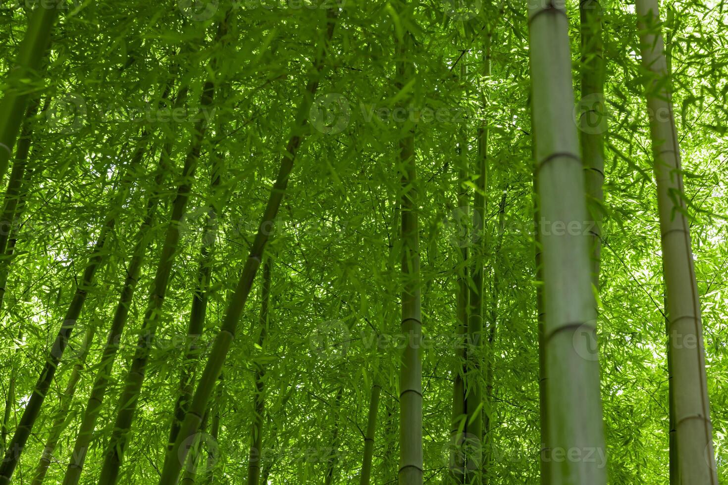 Green bamboo leaves in Japanese forest in spring sunny day photo