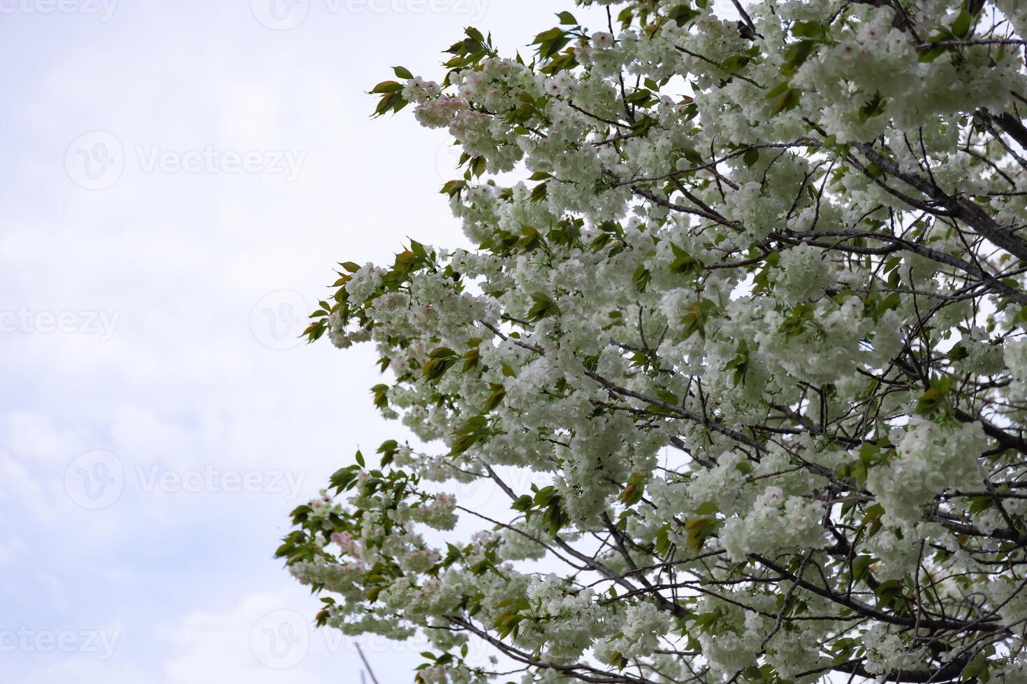 ukón Cereza flores balanceo en el viento nublado día foto