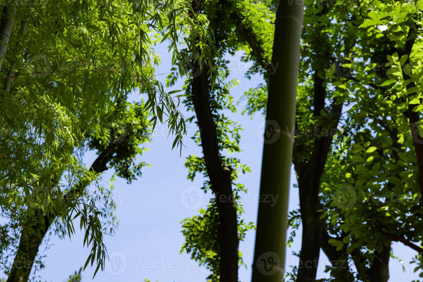 Green bamboo leaves in Japanese forest in spring sunny day photo