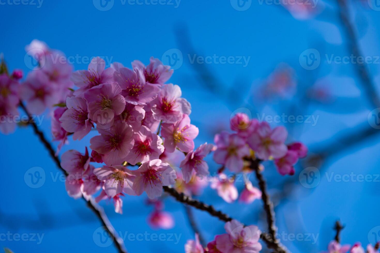 Kawazu cherry blossoms in full bloom at the park close up handheld photo