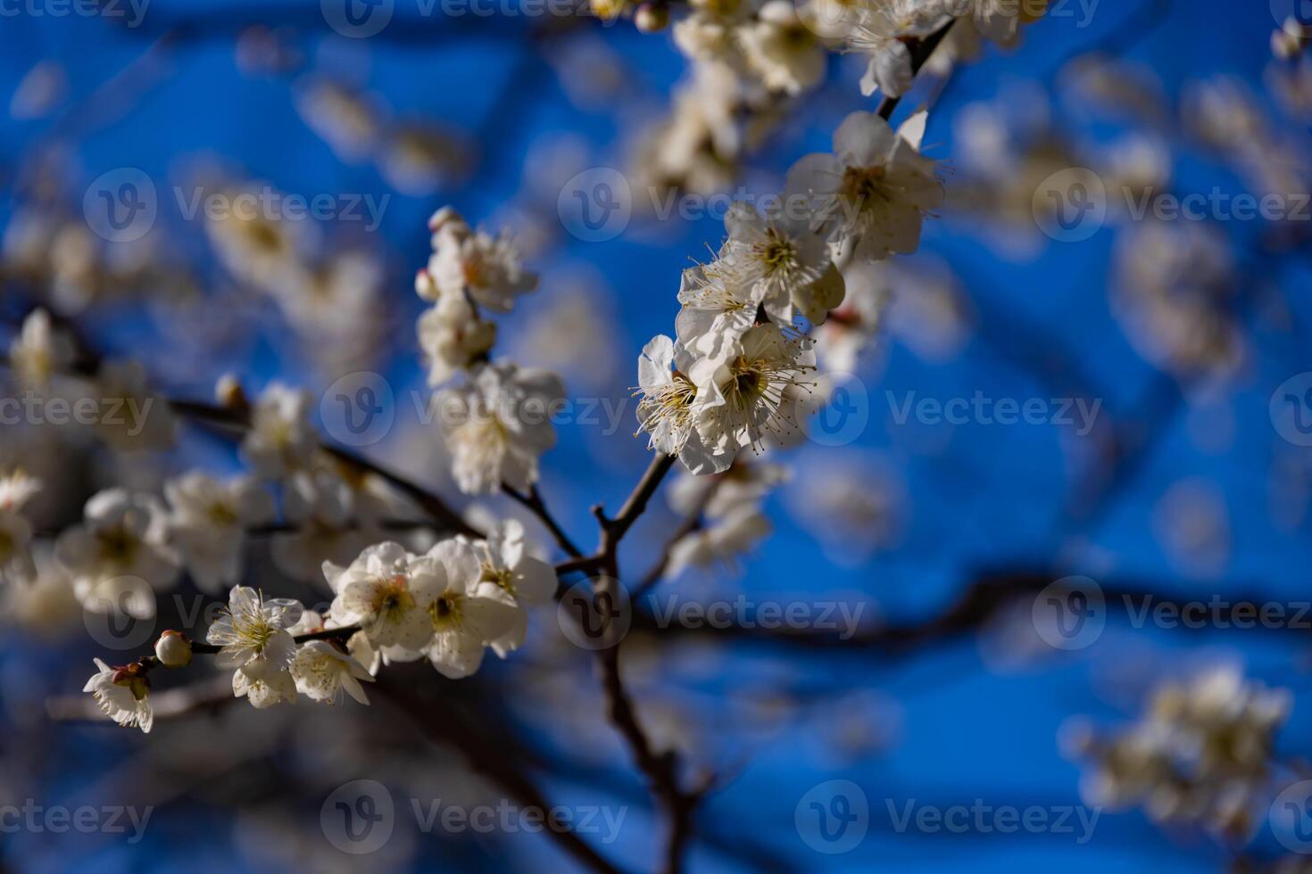 Plum flower behind the blue sky sunny day photo