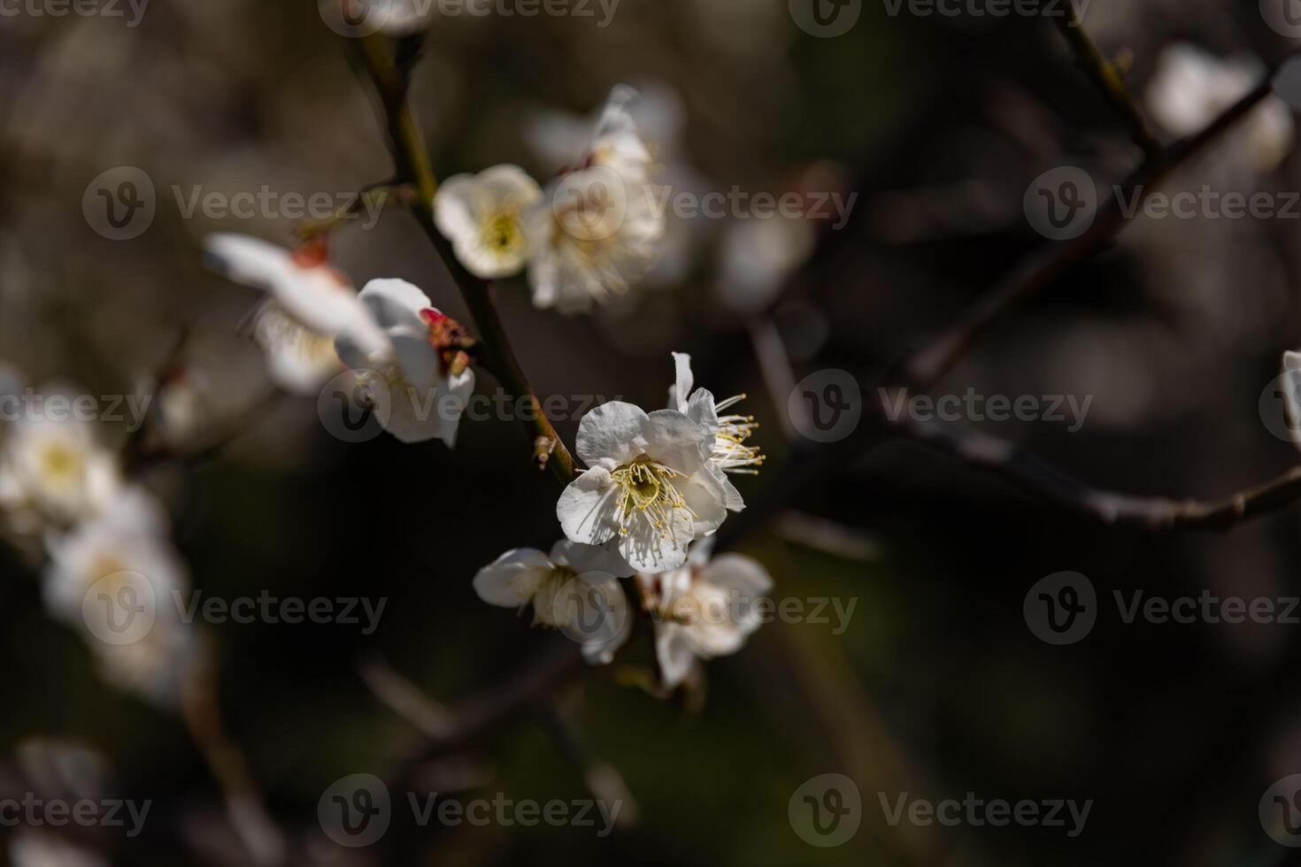 Plum flower behind the blue sky sunny day close up photo