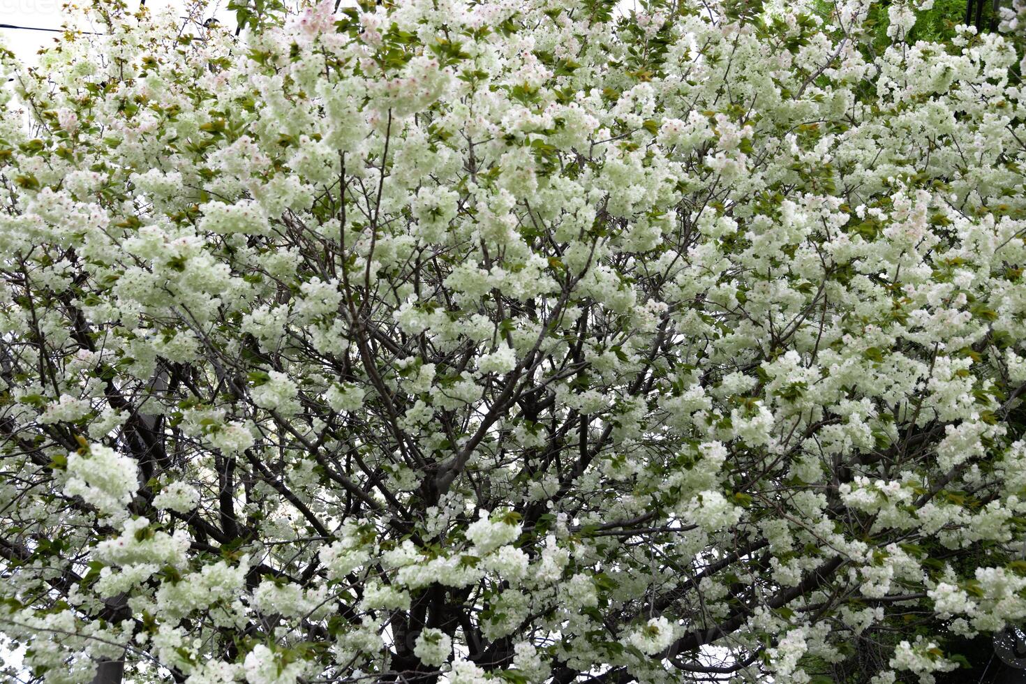 ukón Cereza flores balanceo en el viento nublado día foto