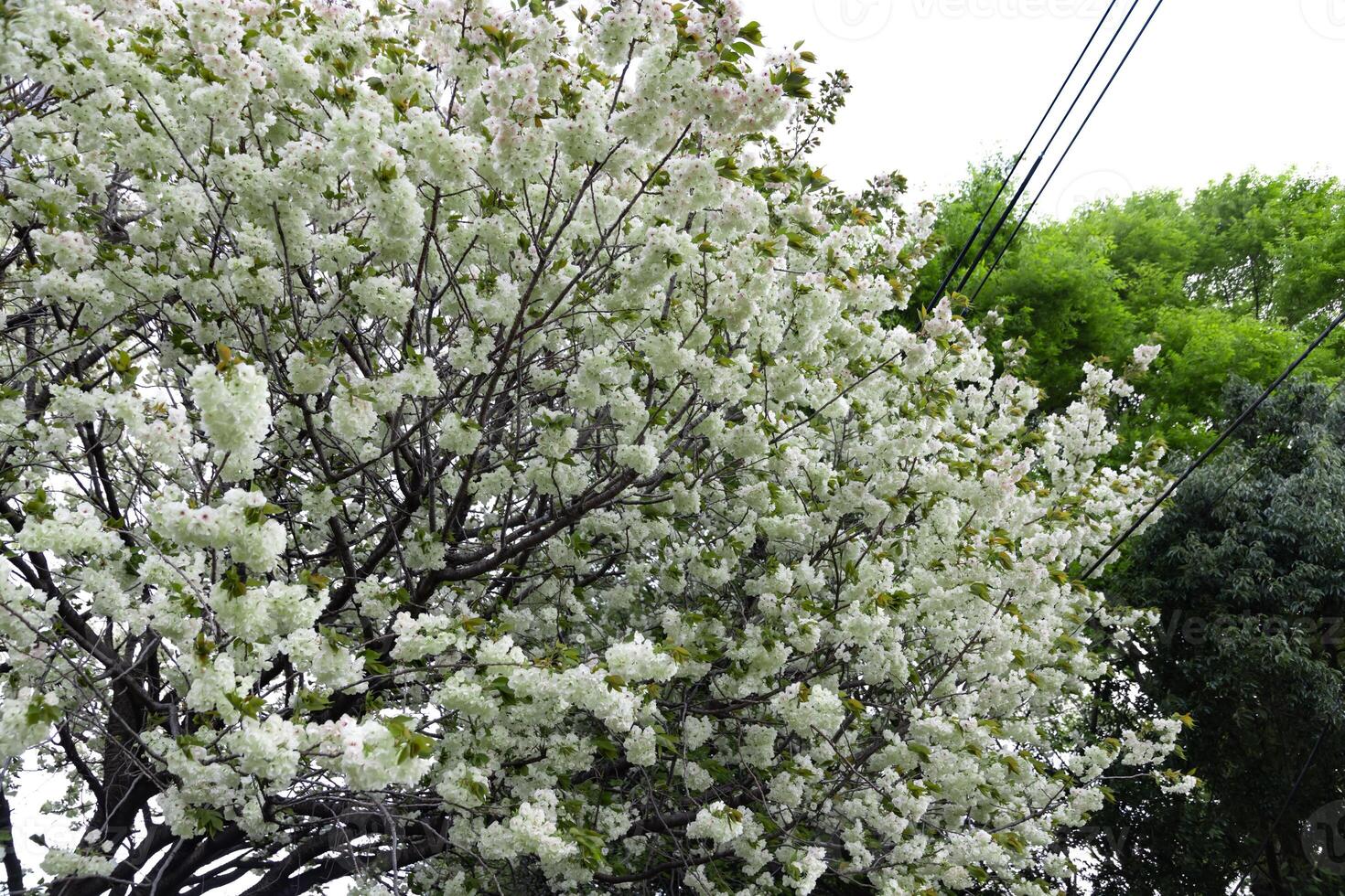 Ukon Cherry flowers swaying in the wind cloudy day photo