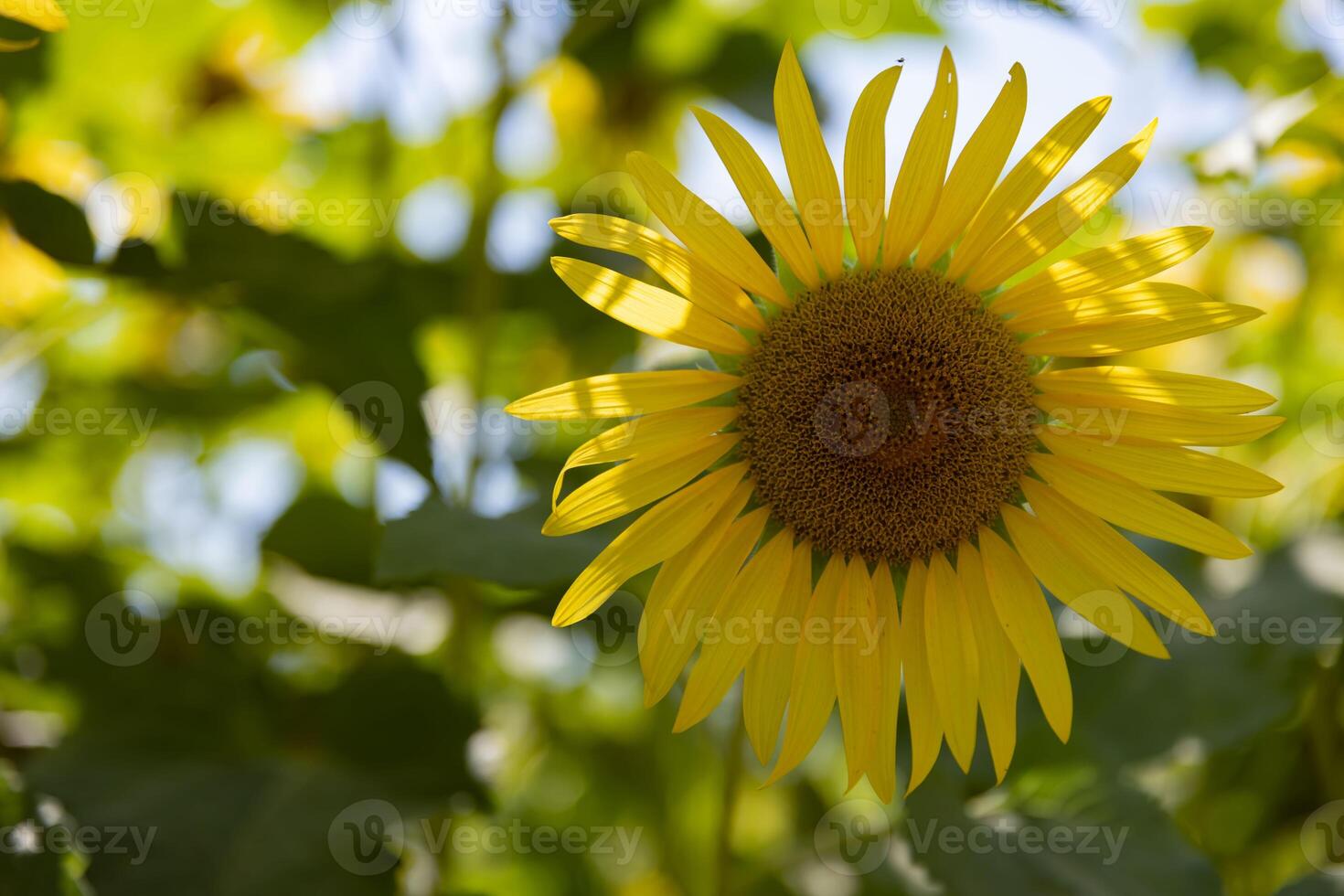 Sunflowers at the farm sunny day close up photo