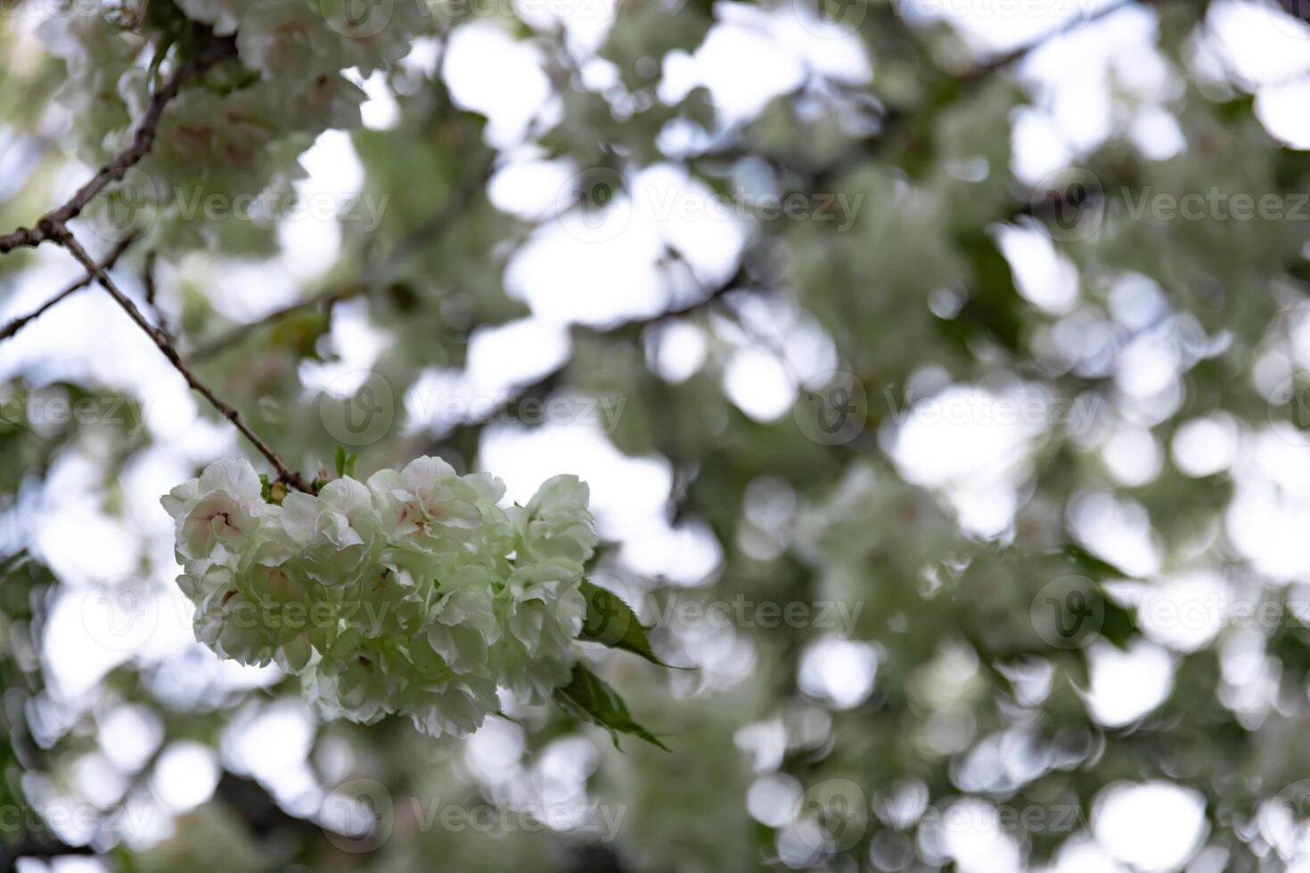 ukón Cereza flores balanceo en el viento nublado día de cerca foto