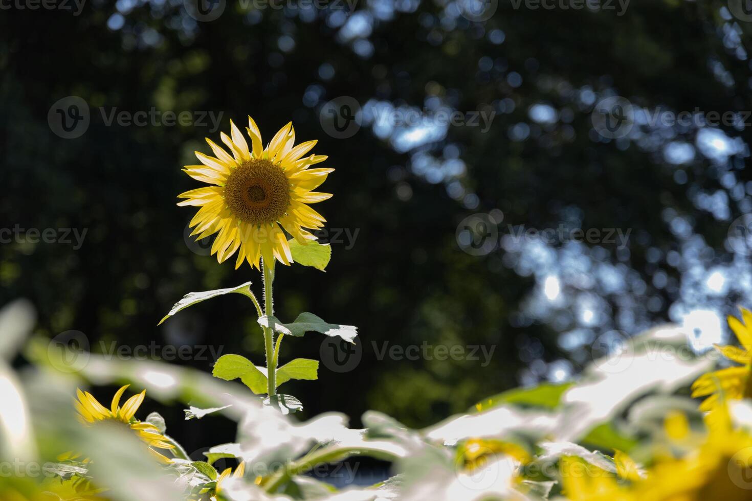 girasoles a el granja soleado día foto