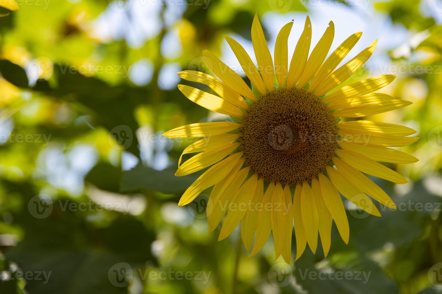 Sunflowers at the farm sunny day close up photo