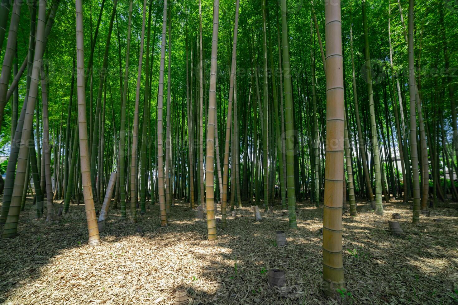 A green bamboo forest in spring sunny day wide shot photo