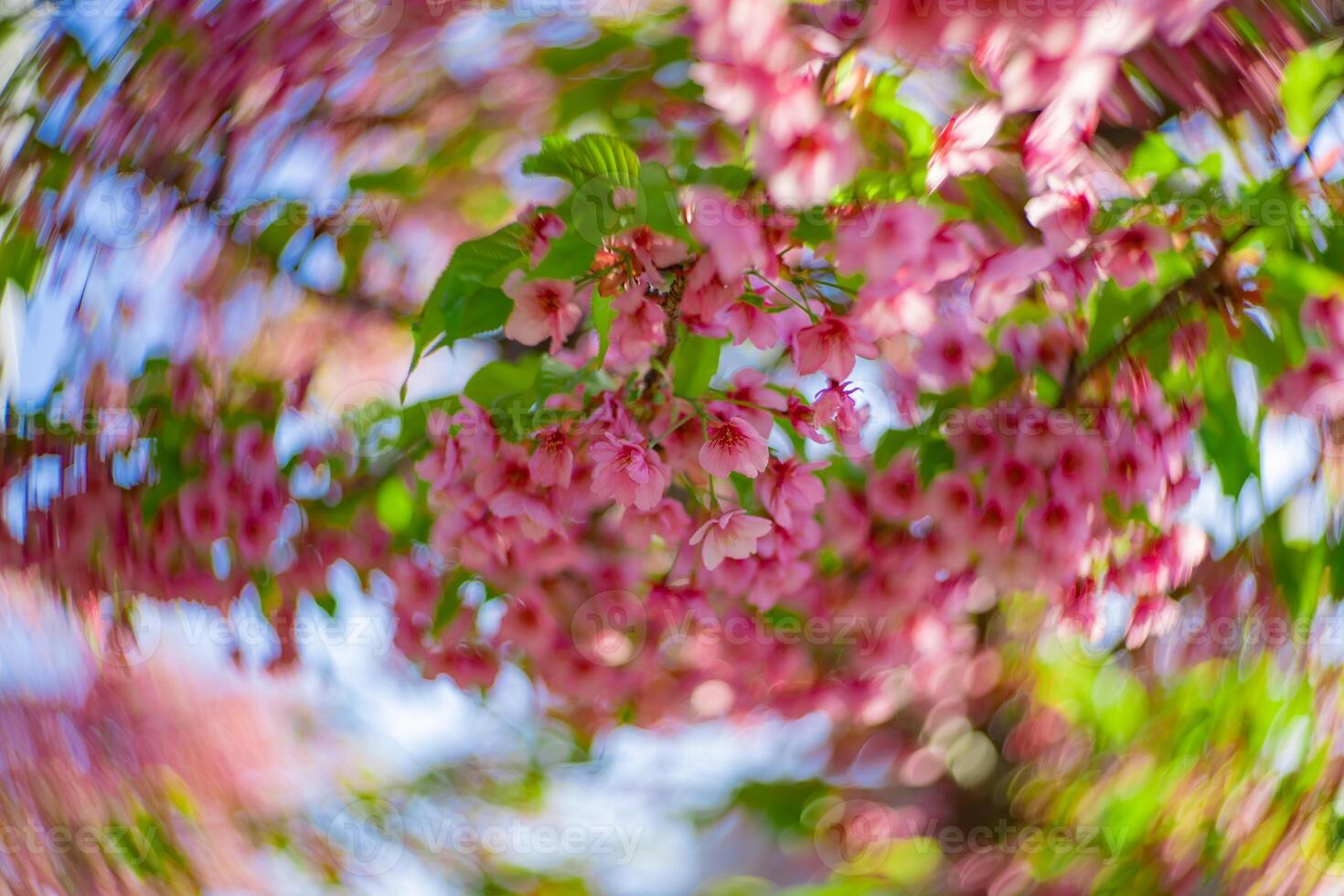 Kawazu cherry blossoms swirly blur in spring season close up photo