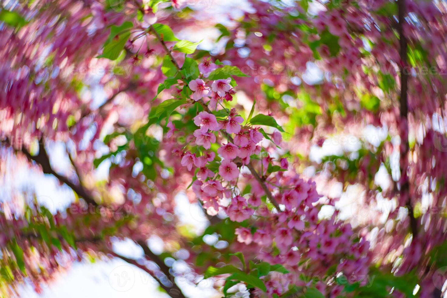 Kawazu cherry blossoms swirly blur in spring season close up photo