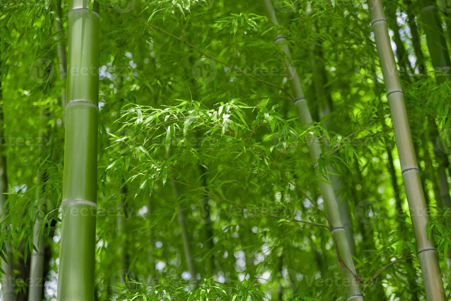 Green bamboo leaves in Japanese forest in spring sunny day photo