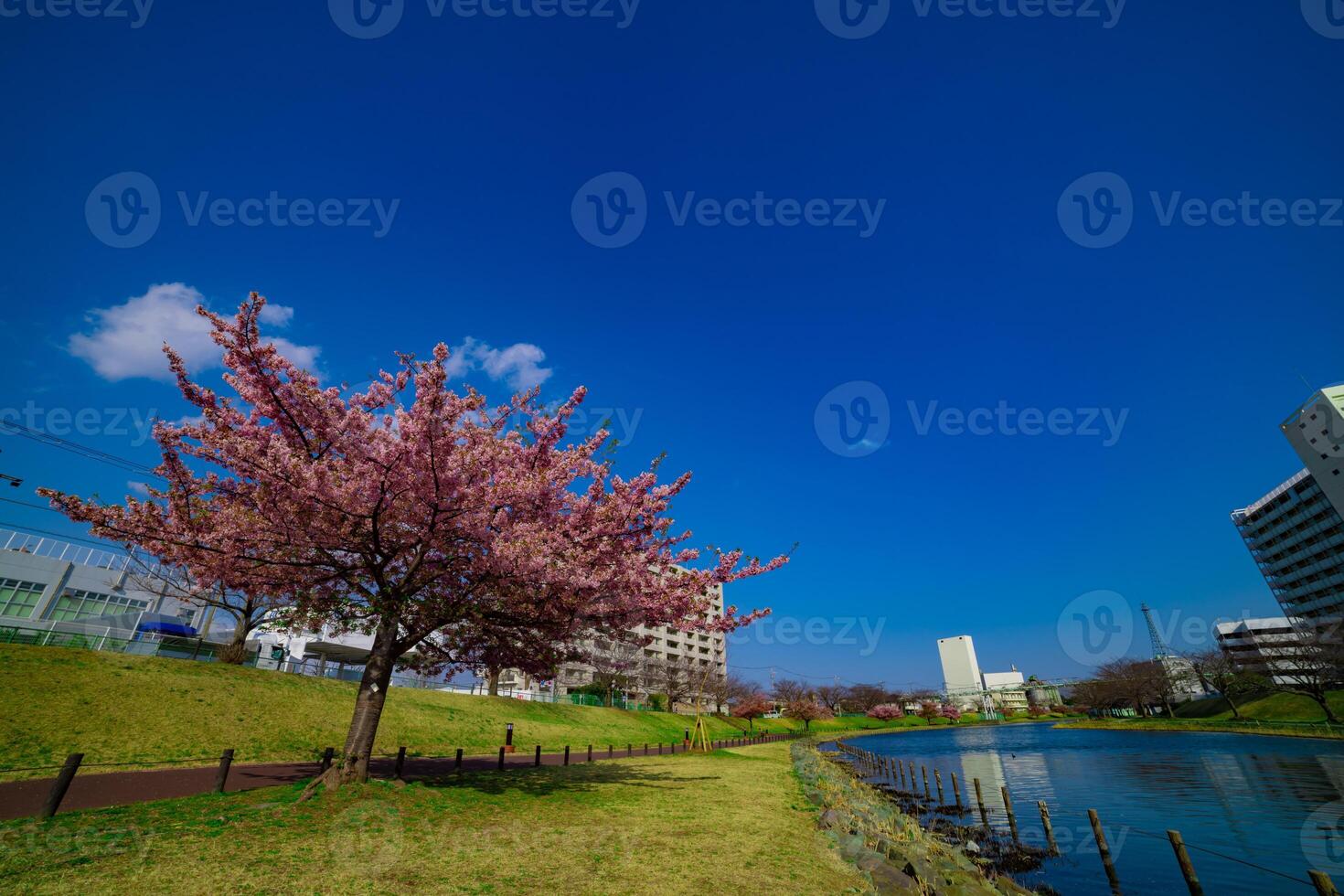 Kawazu cherry blossoms in full bloom at the park wide shot photo