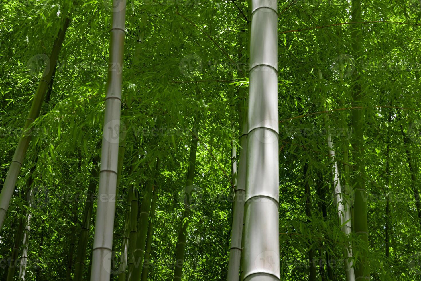 Green bamboo leaves in Japanese forest in spring sunny day photo